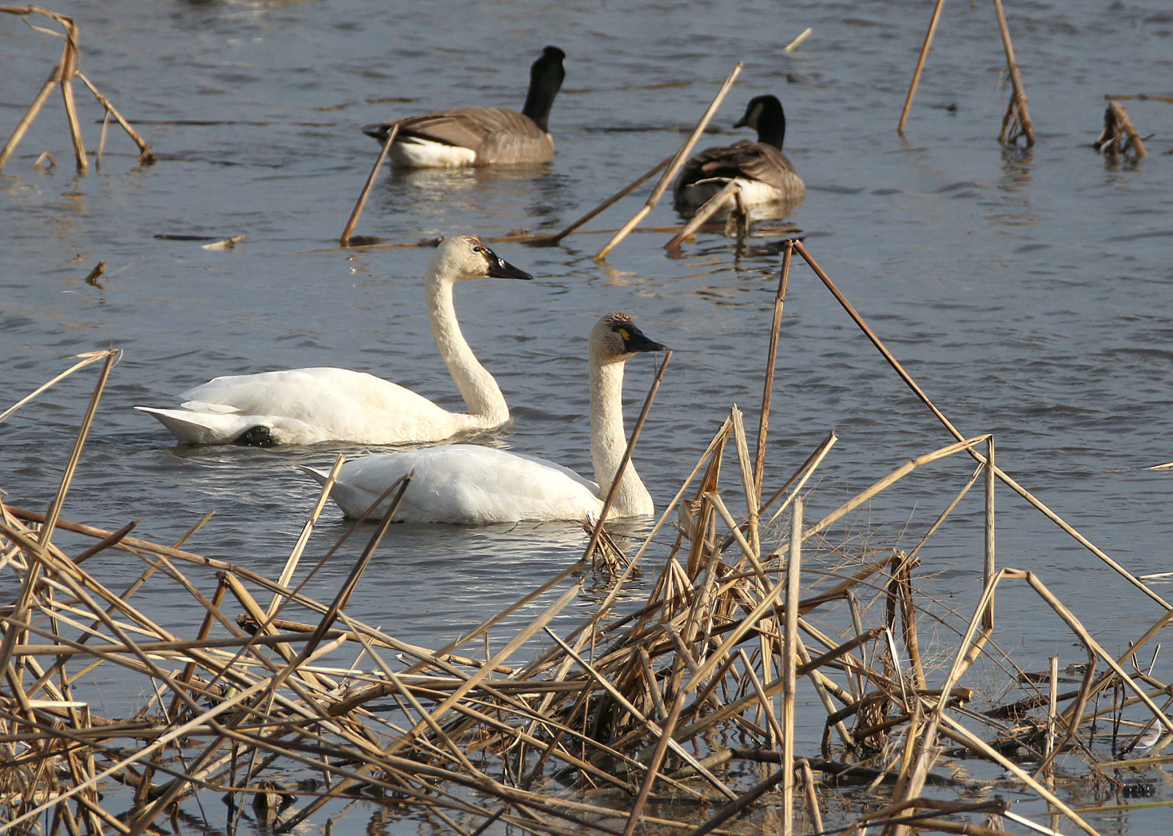 Tundra swan migration